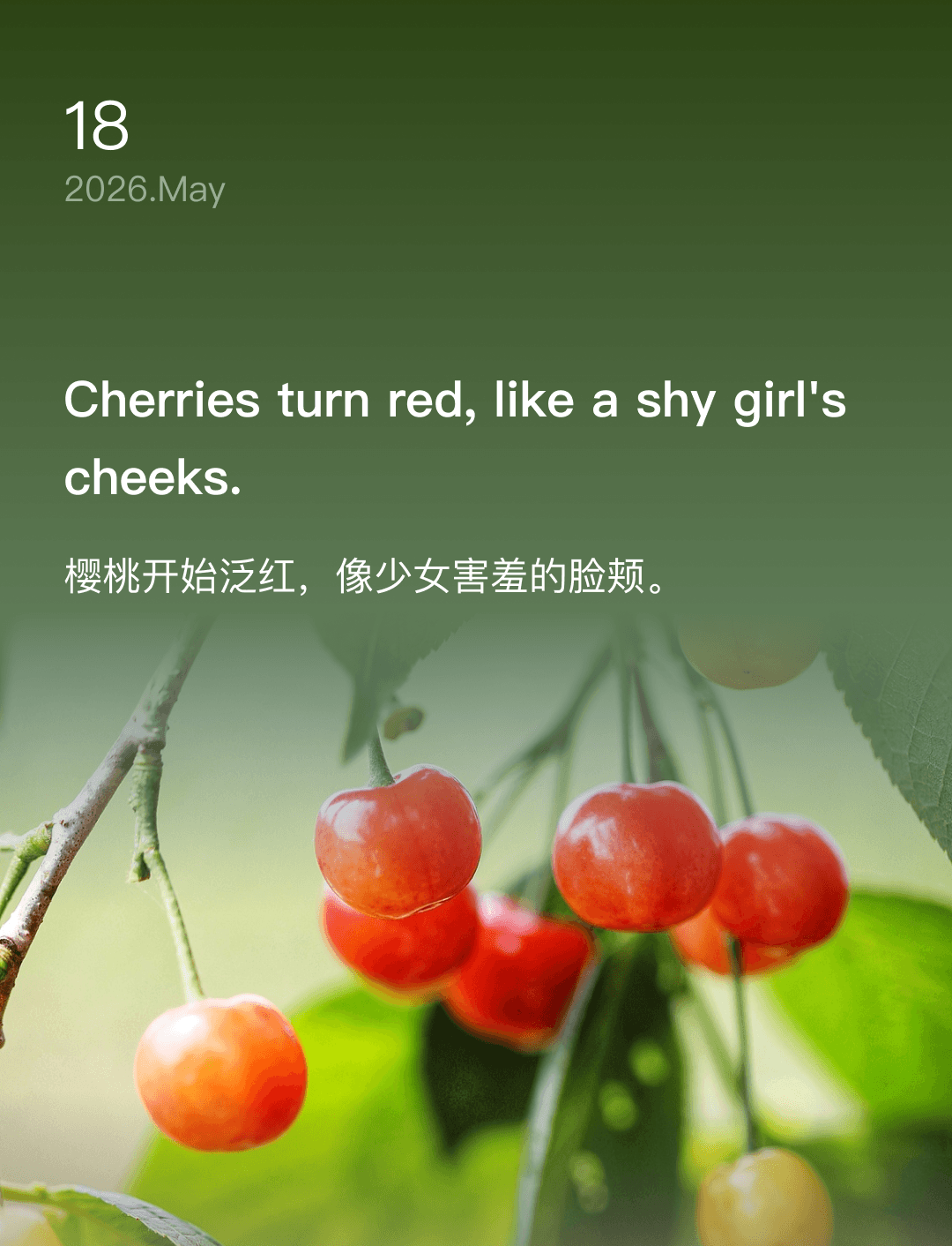 樱桃开始泛红,像少女害羞的脸颊。