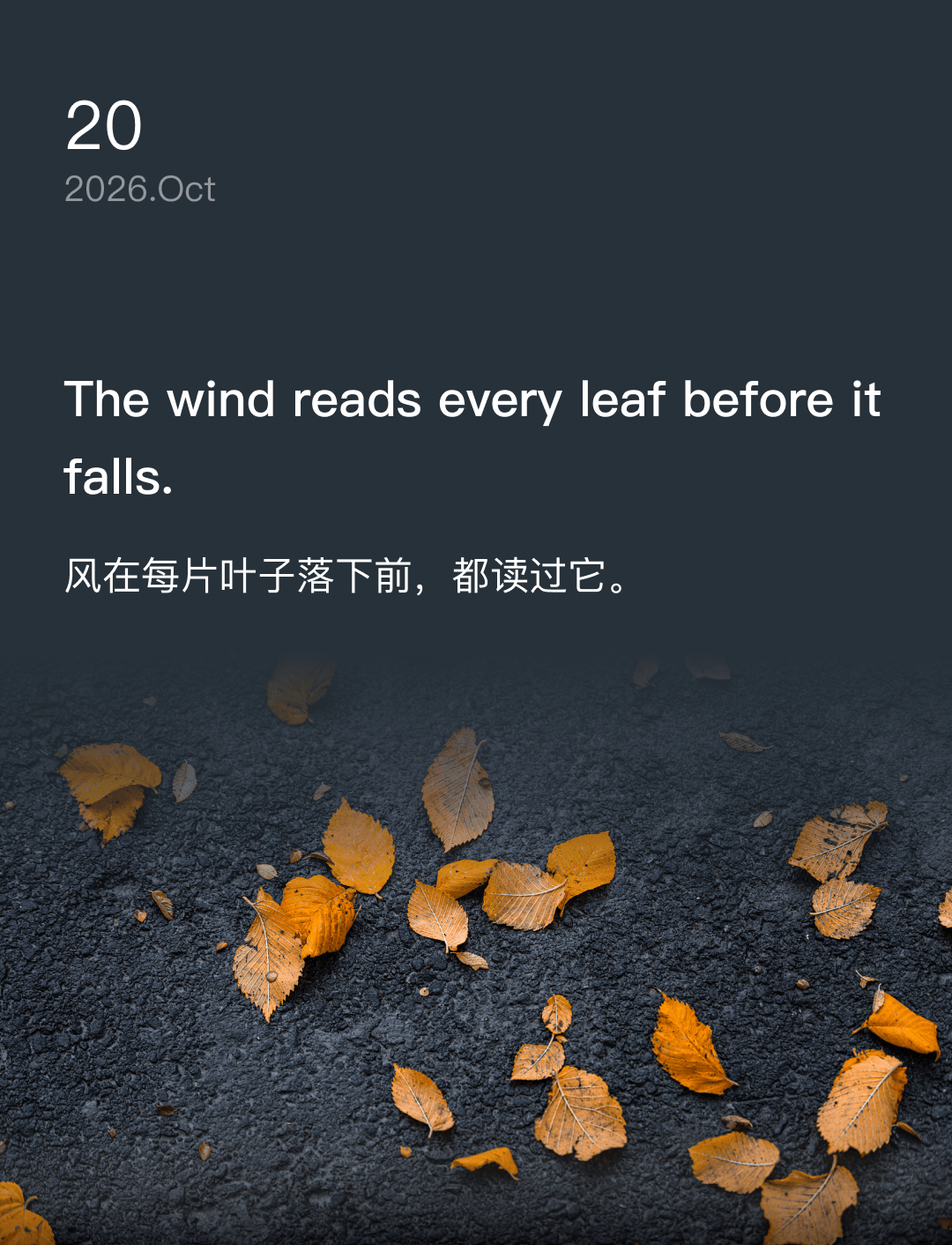 风在每片叶子落下前,都读过它。