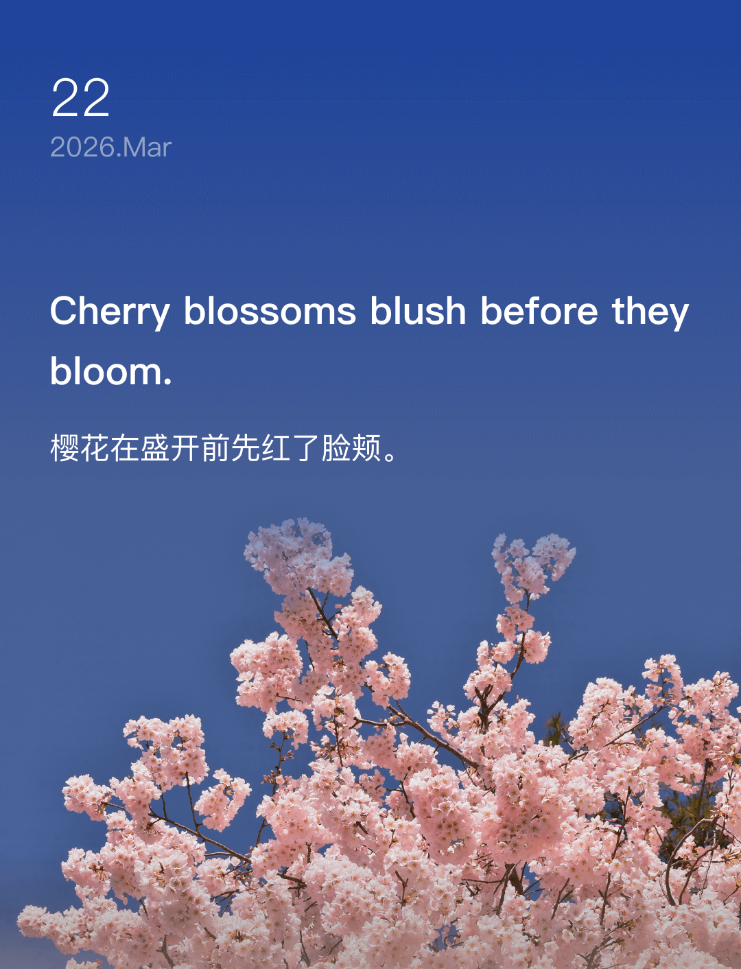 樱花在盛开前先红了脸颊。