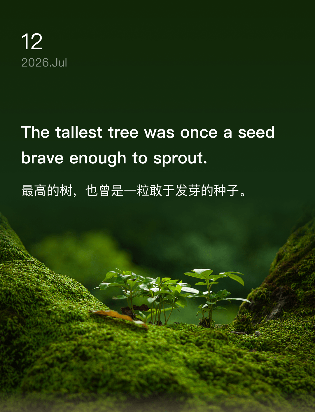 最高的树,也曾是一粒敢于发芽的种子。