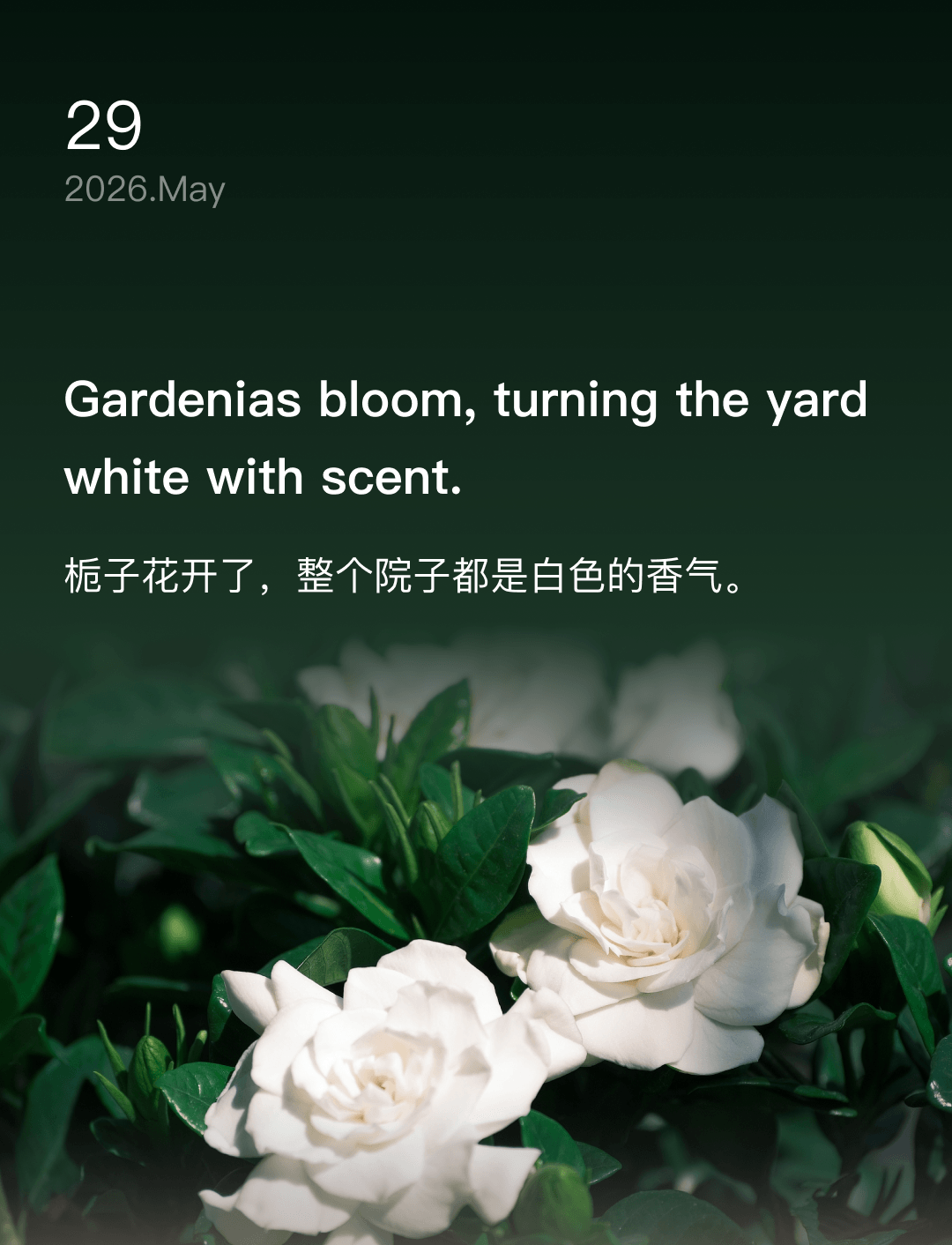 栀子花开了,整个院子都是白色的香气。