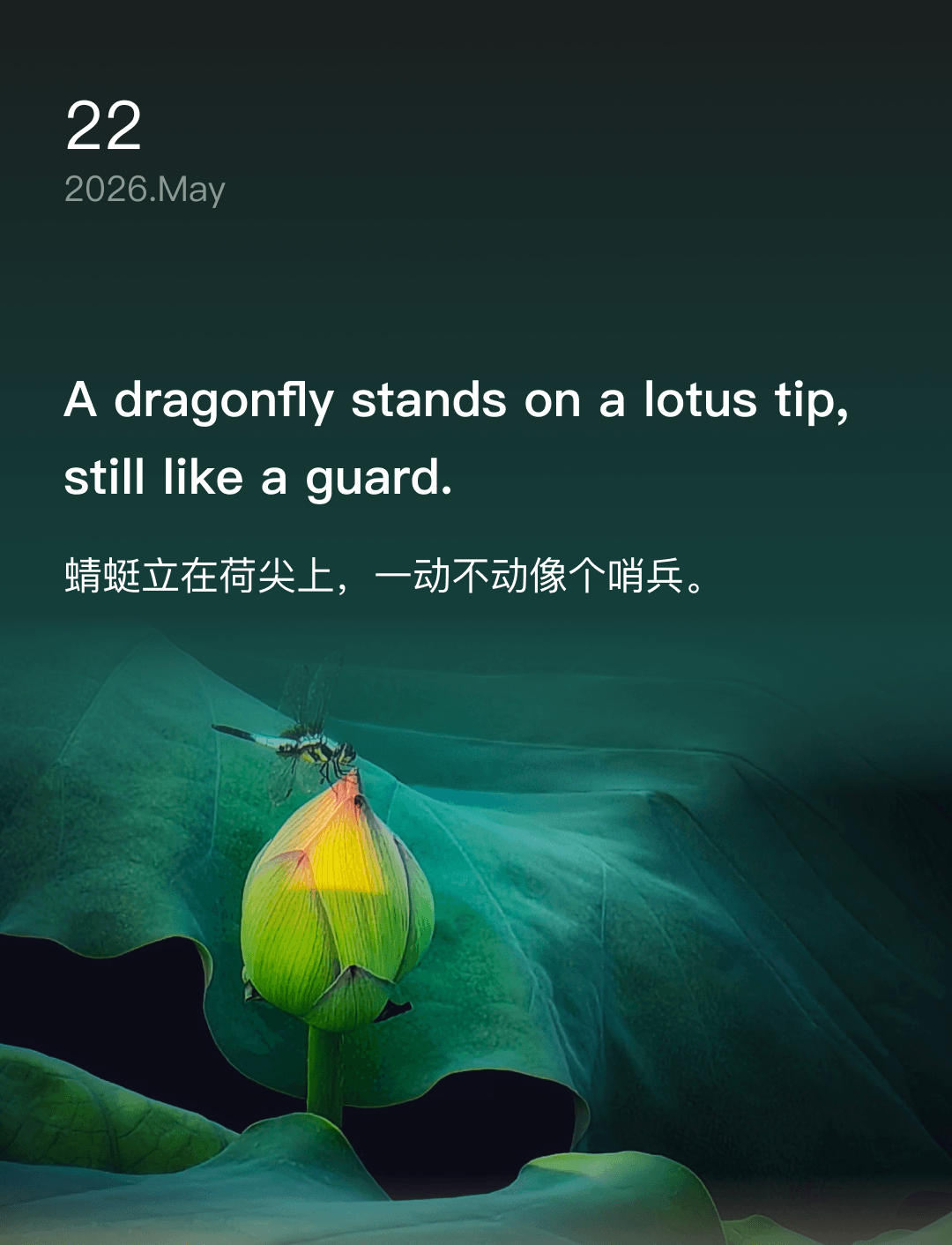蜻蜓立在荷尖上,一动不动像个哨兵。