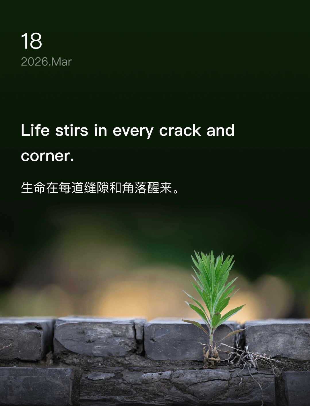 生命在每道缝隙和角落醒来。