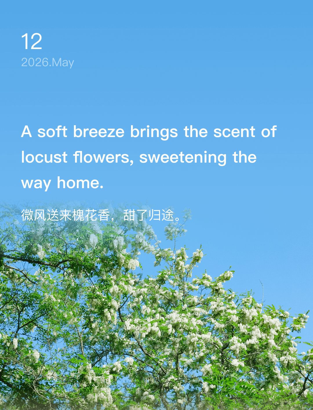 微风送来槐花香，甜了归途。