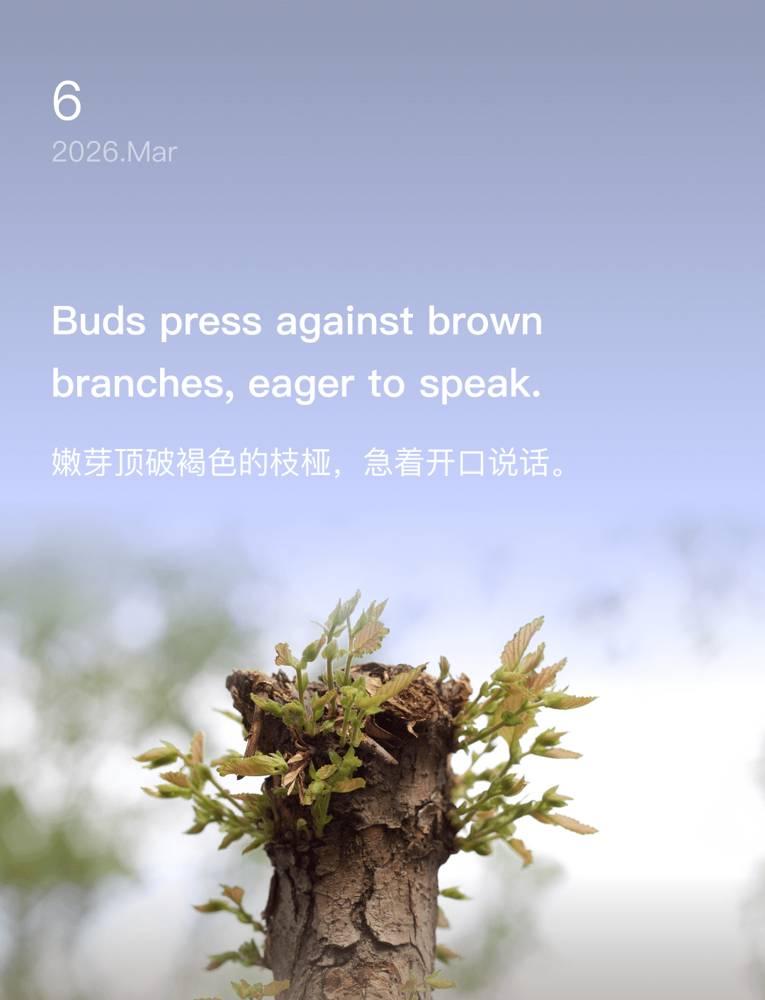 嫩芽顶破褐色的枝桠，急着开口说话。