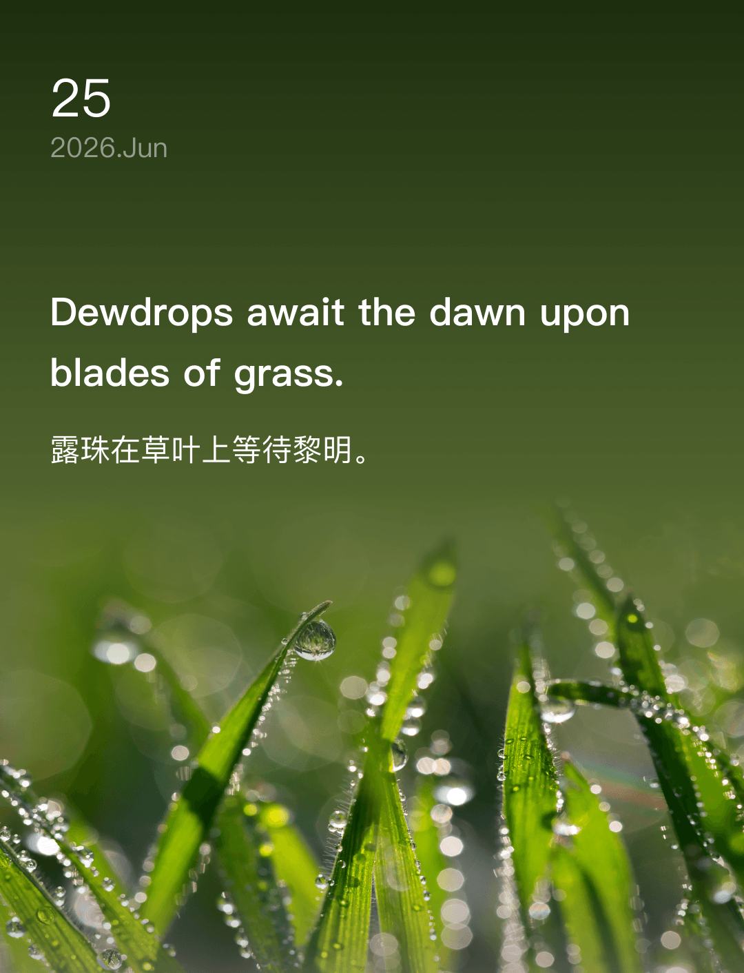 露珠在草叶上等待黎明。