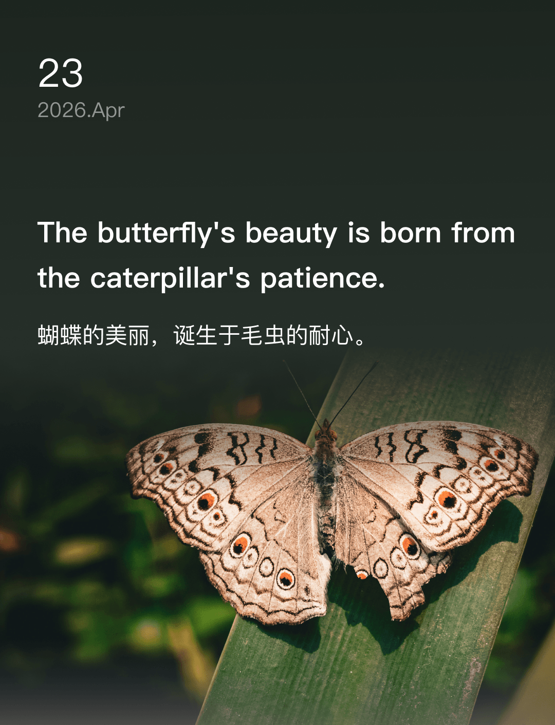 蝴蝶的美丽，诞生于毛虫的耐心。